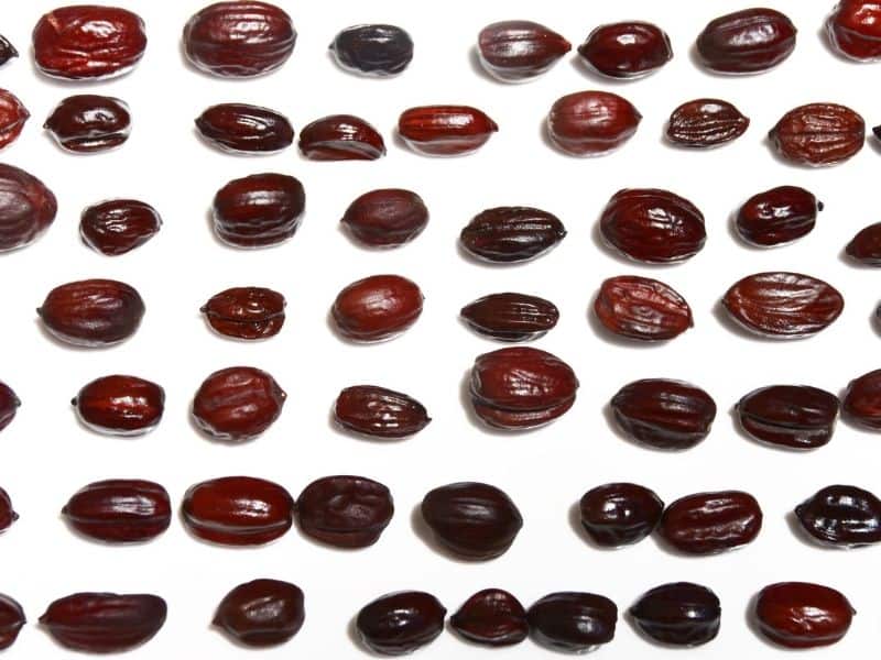 jojoba-beads