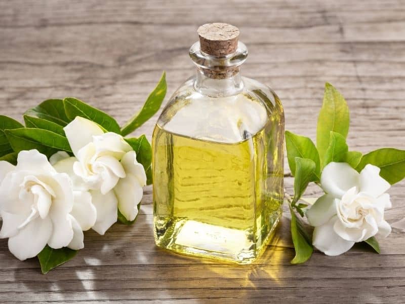 Gardenia Essential Oil