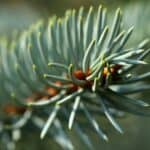 idaho blue spruce essential oil