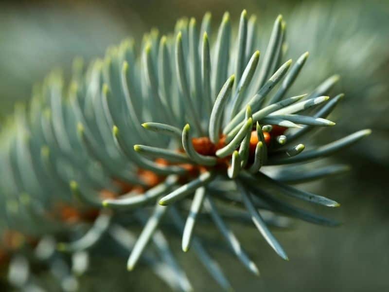 idaho blue spruce essential oil