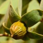 jojoba beads for soap making