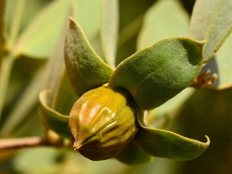 jojoba beads for soap making